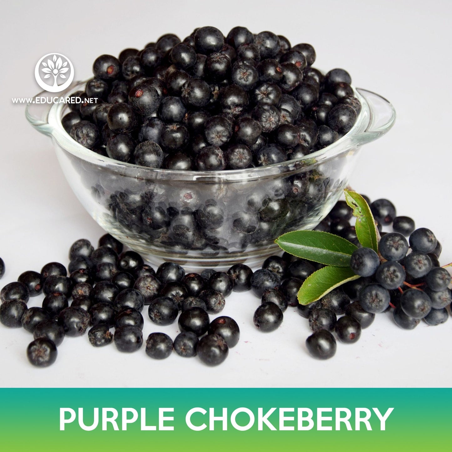 Purple Chokeberry Seeds, Aronia prunifolia