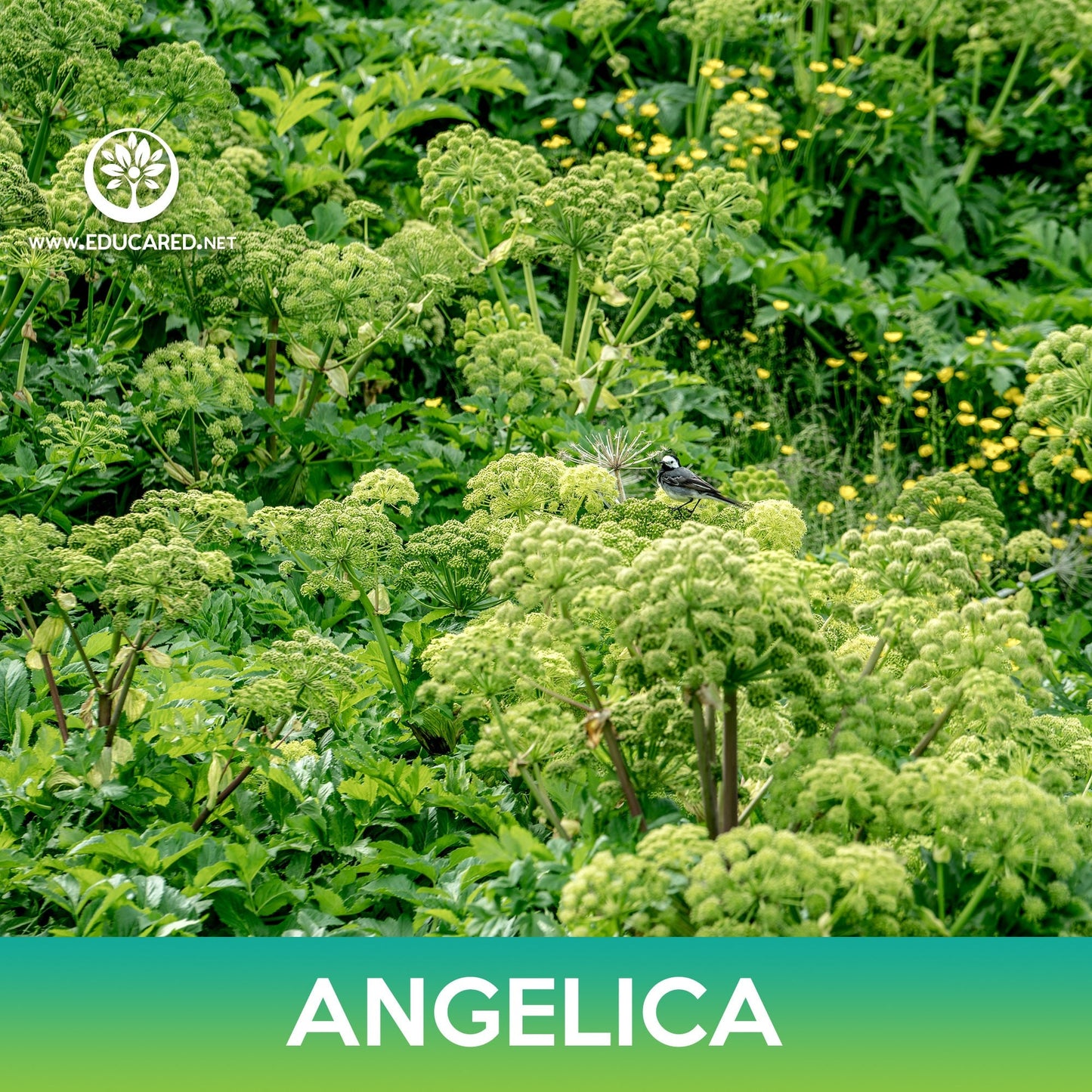 Angelica Seeds