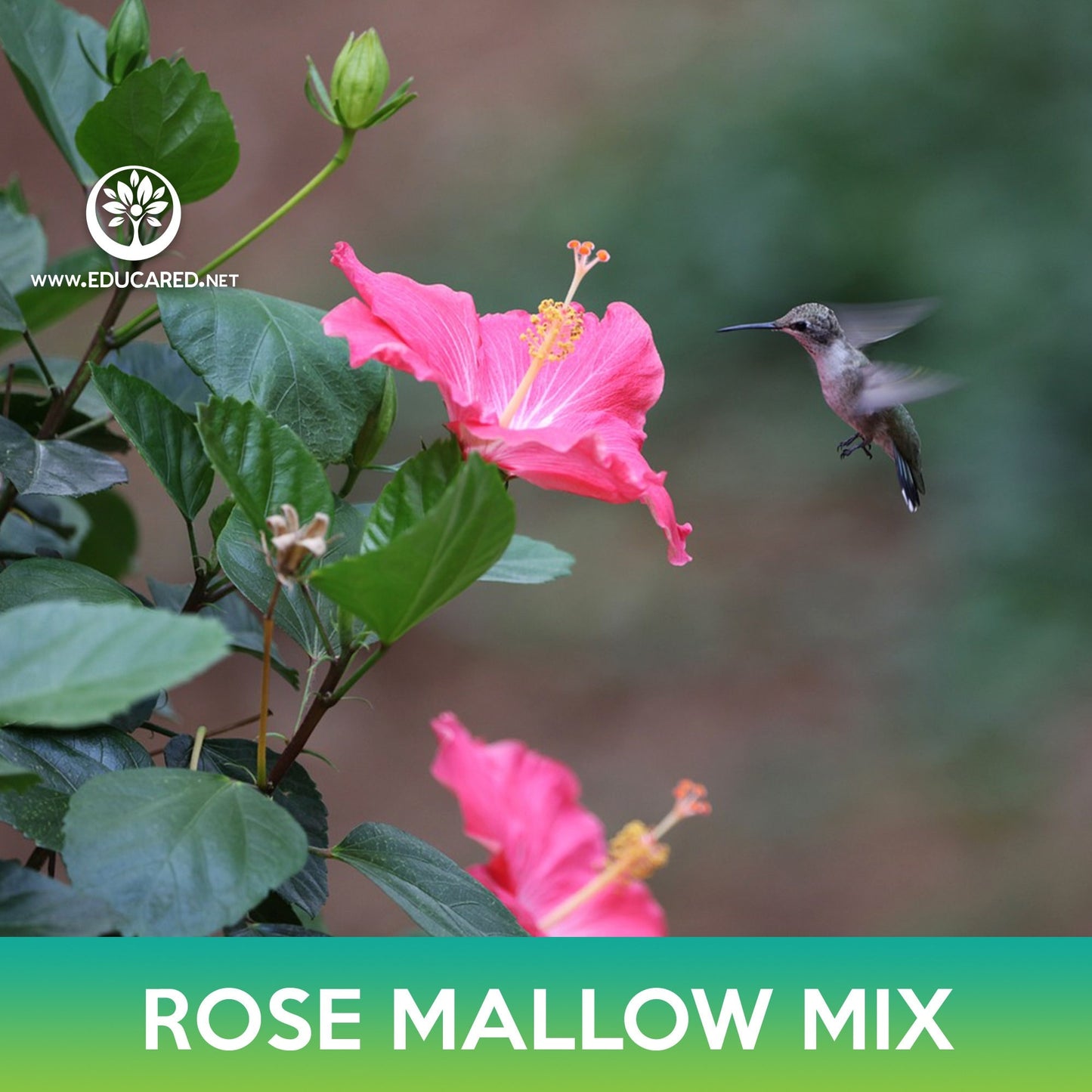 Rose Mallow Mix Seeds, Hibiscus Mix