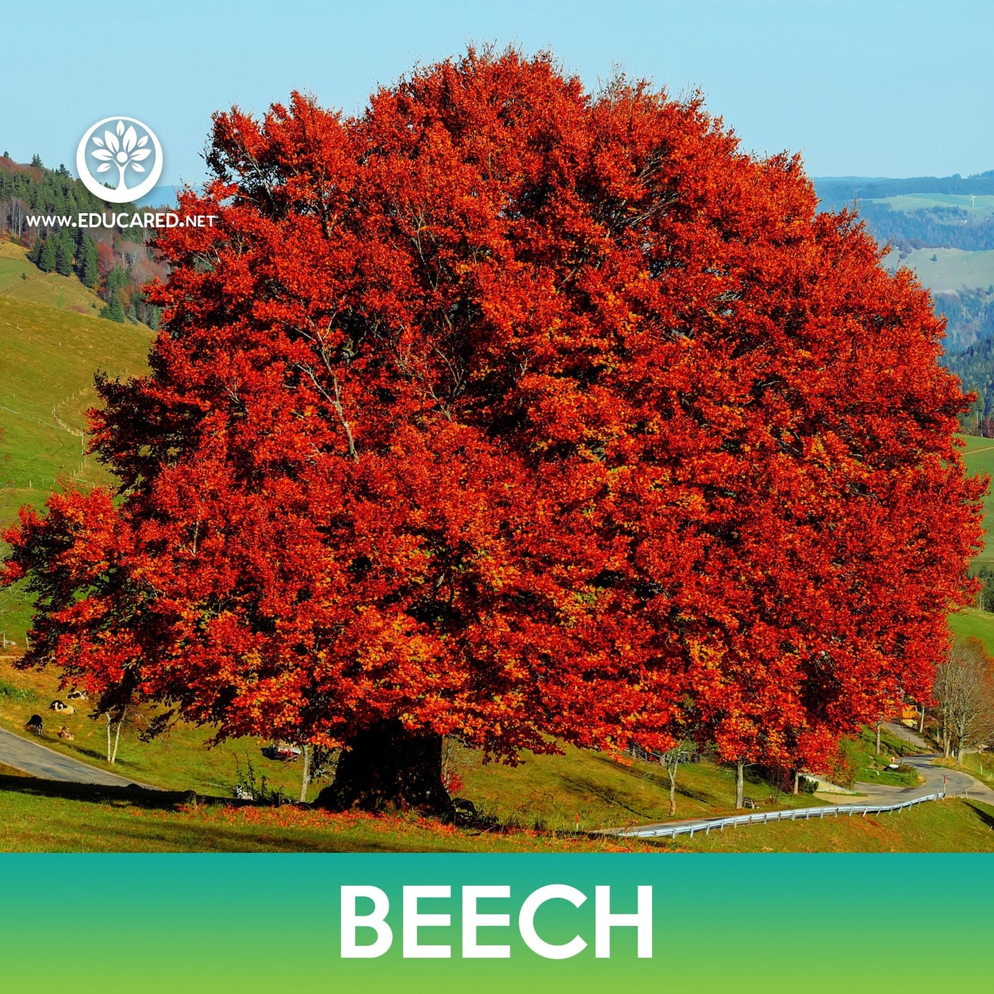 Beech Tree Seeds, Fagus