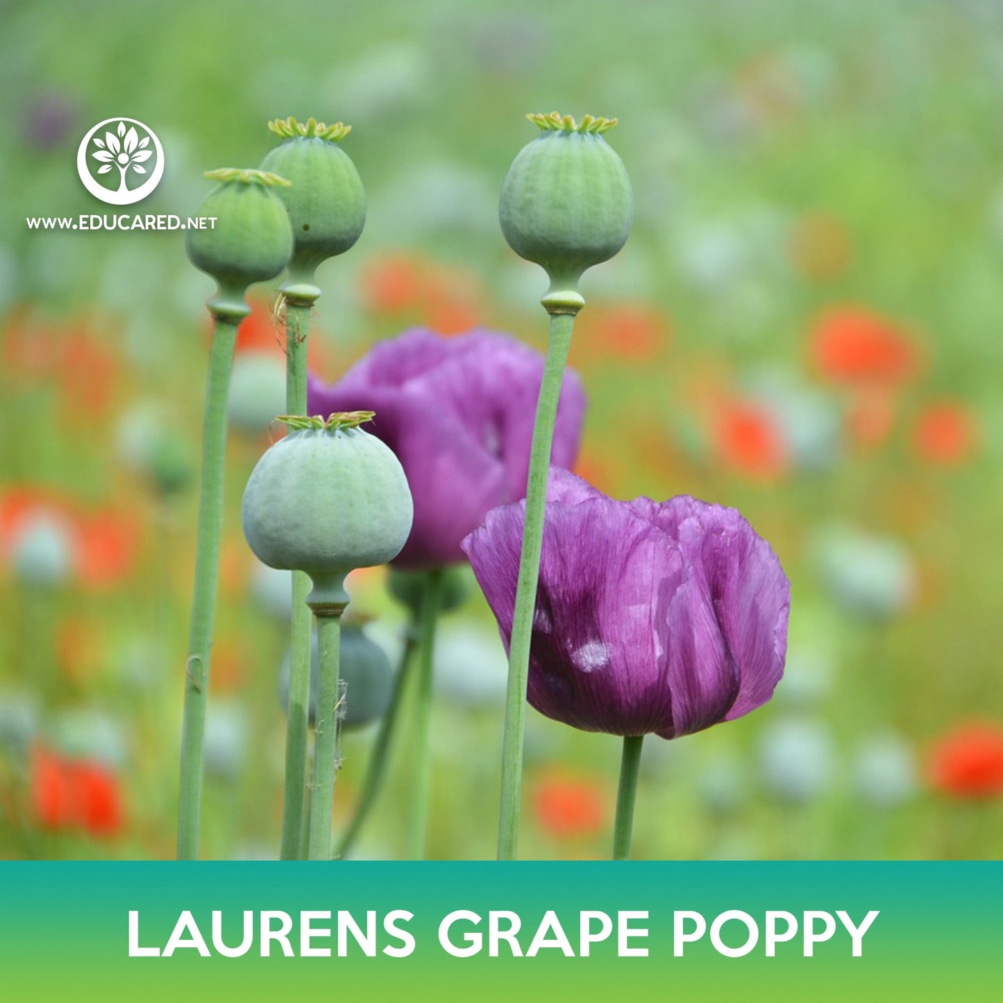 Laurens Grape Poppy Seeds