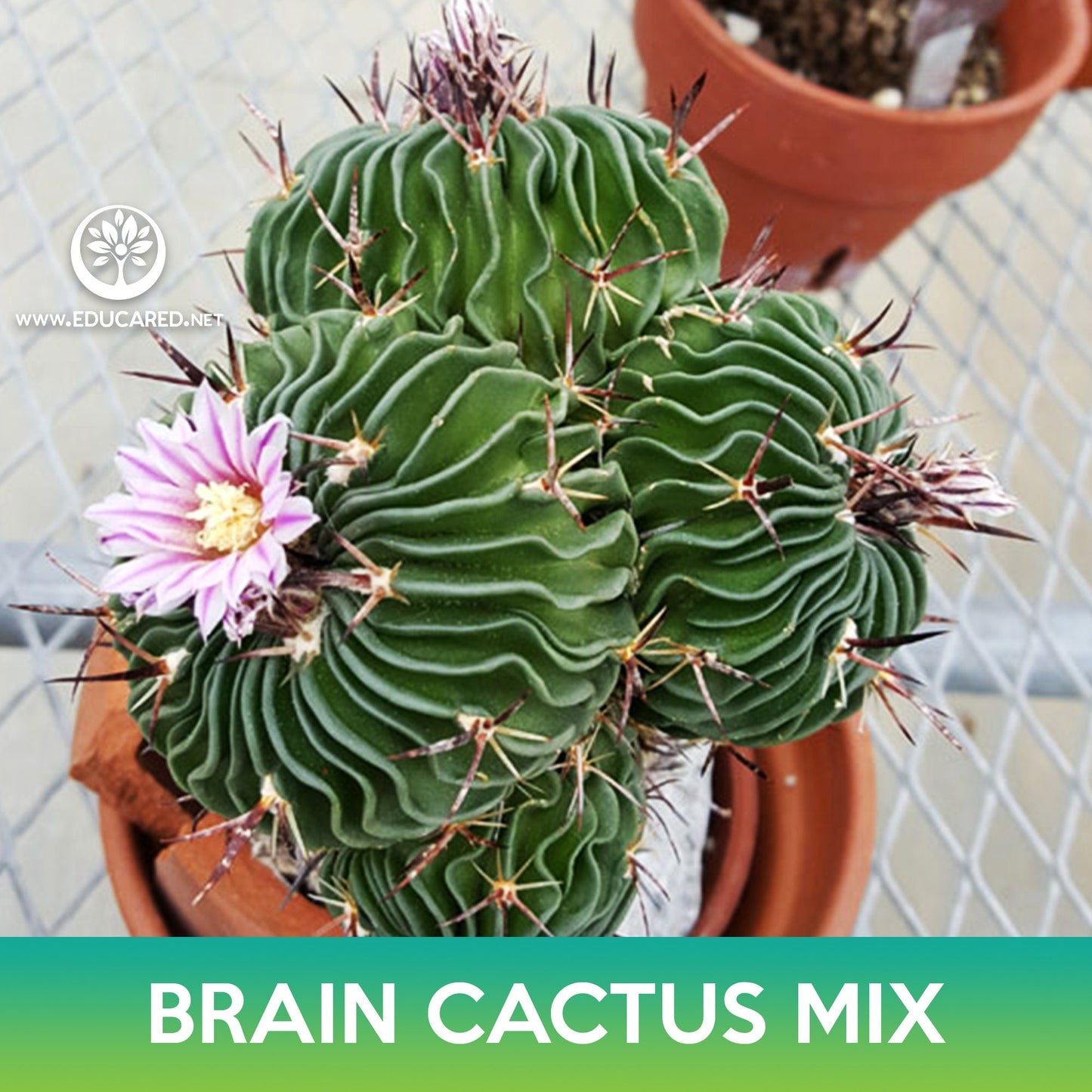 Brain Cactus Mix Seeds, Echinofossulocactus