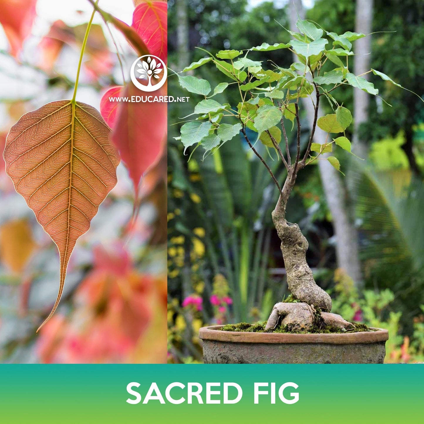 Sacred Fig Seed