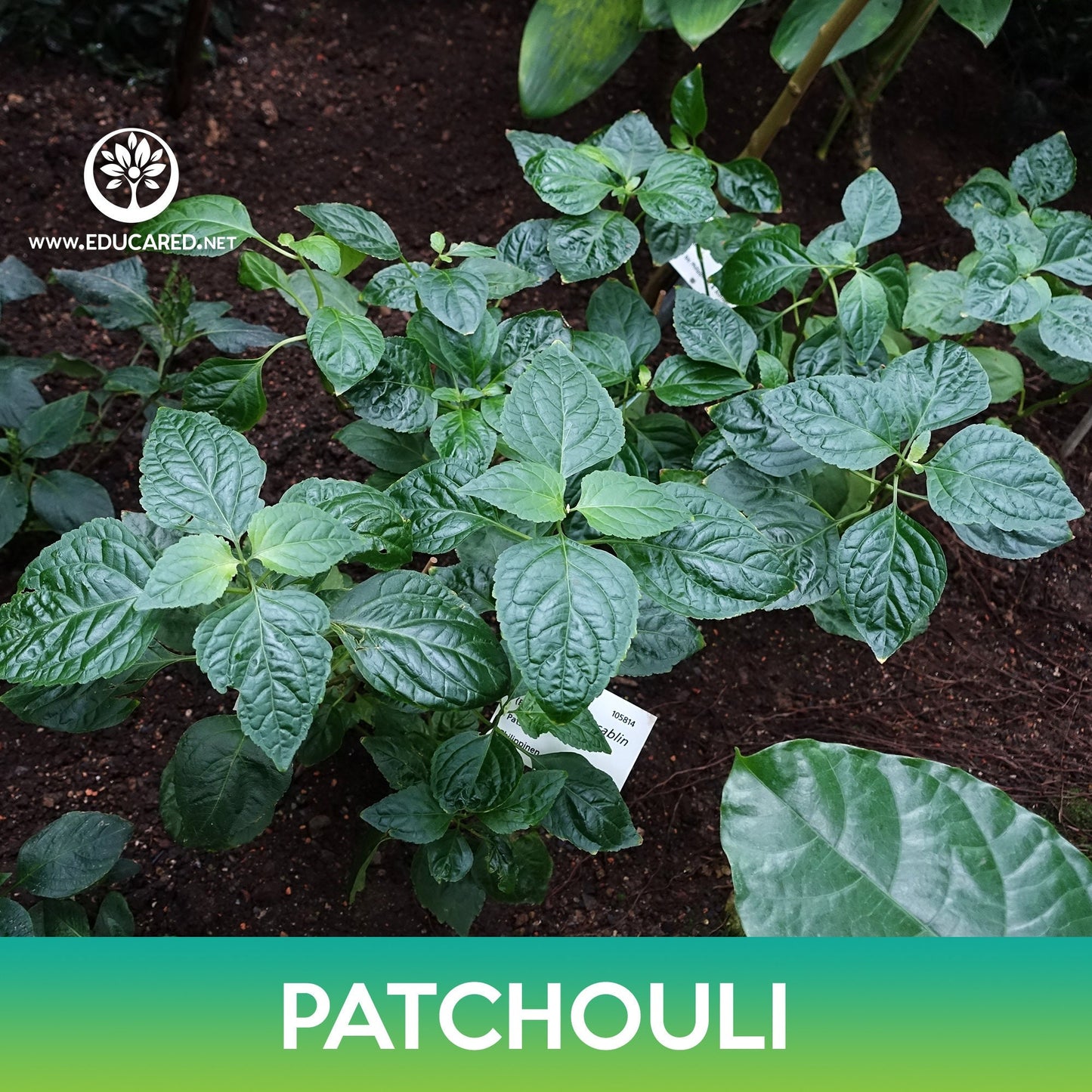 Patchouli Seeds