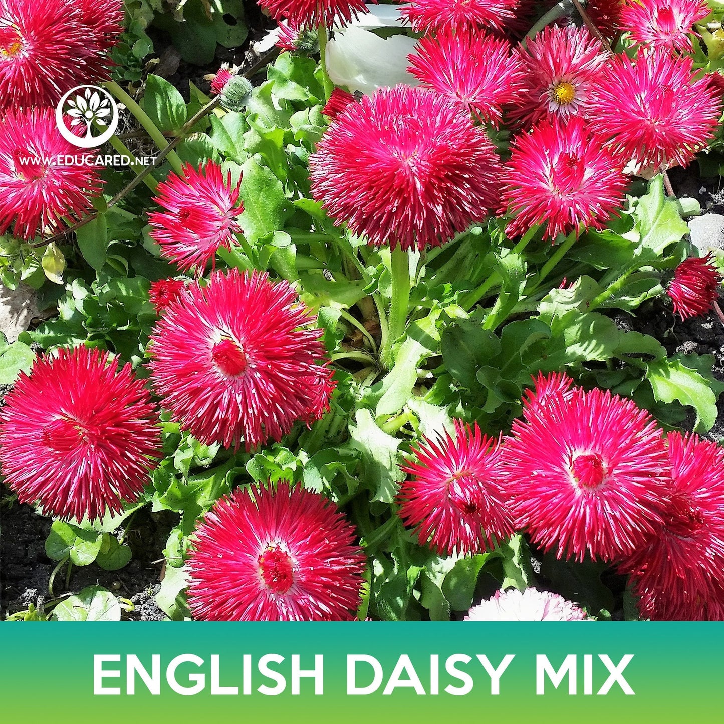 English Daisy Mix Seeds, Bellis Perennis Super Enorma