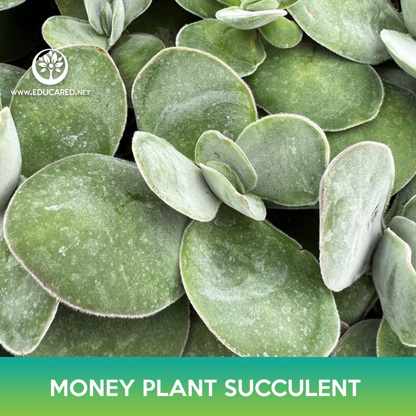 Money Plant Succulent Seeds, Crassula obvallata