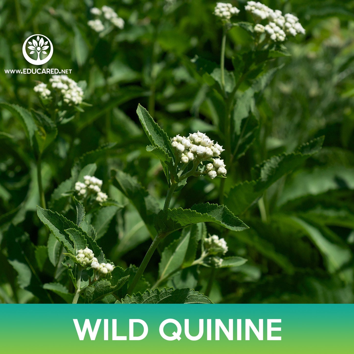 Wild Quinine Seeds