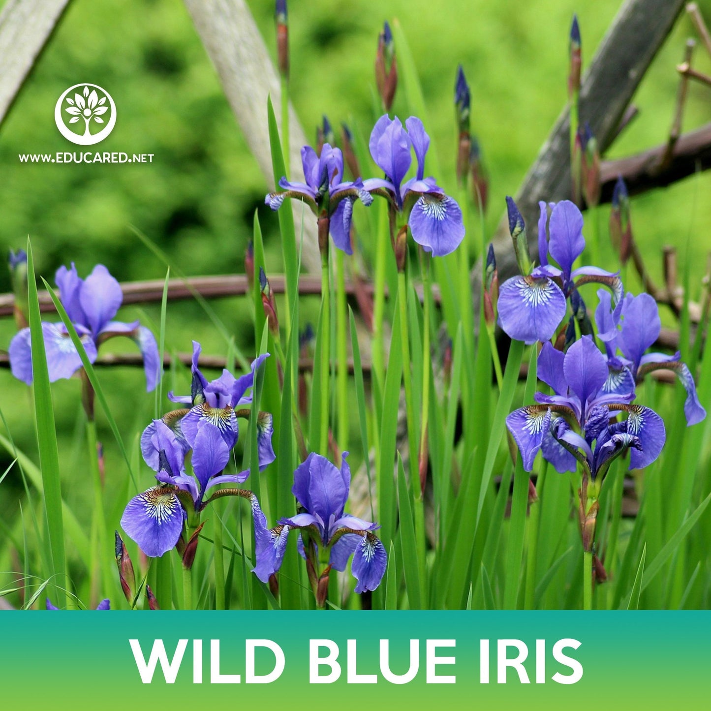 Wild Blue Iris Flower Seeds