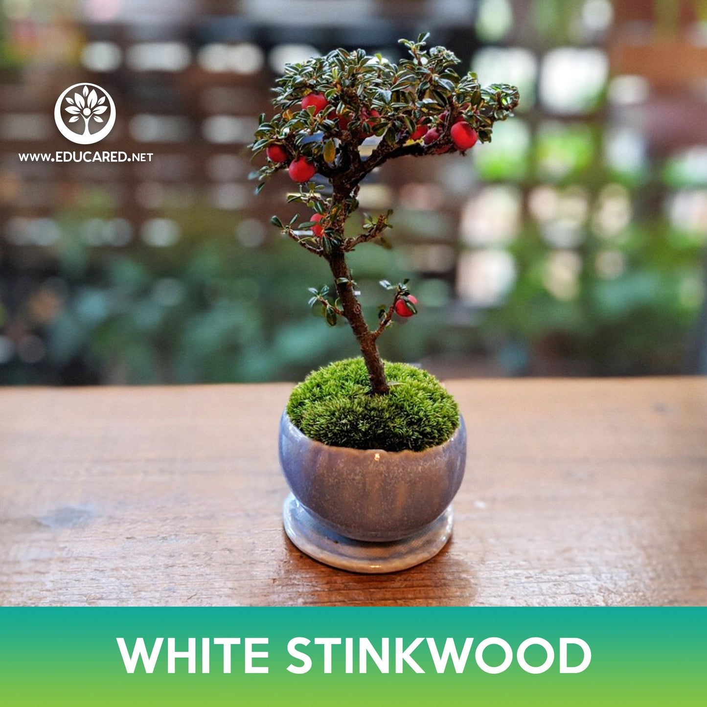 White Stinkwood Tree Seeds