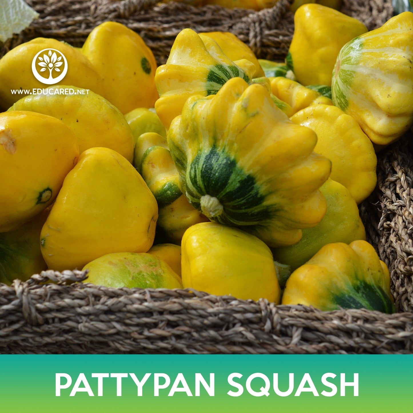 Pattypan Squash Seeds, Scallopini Squash