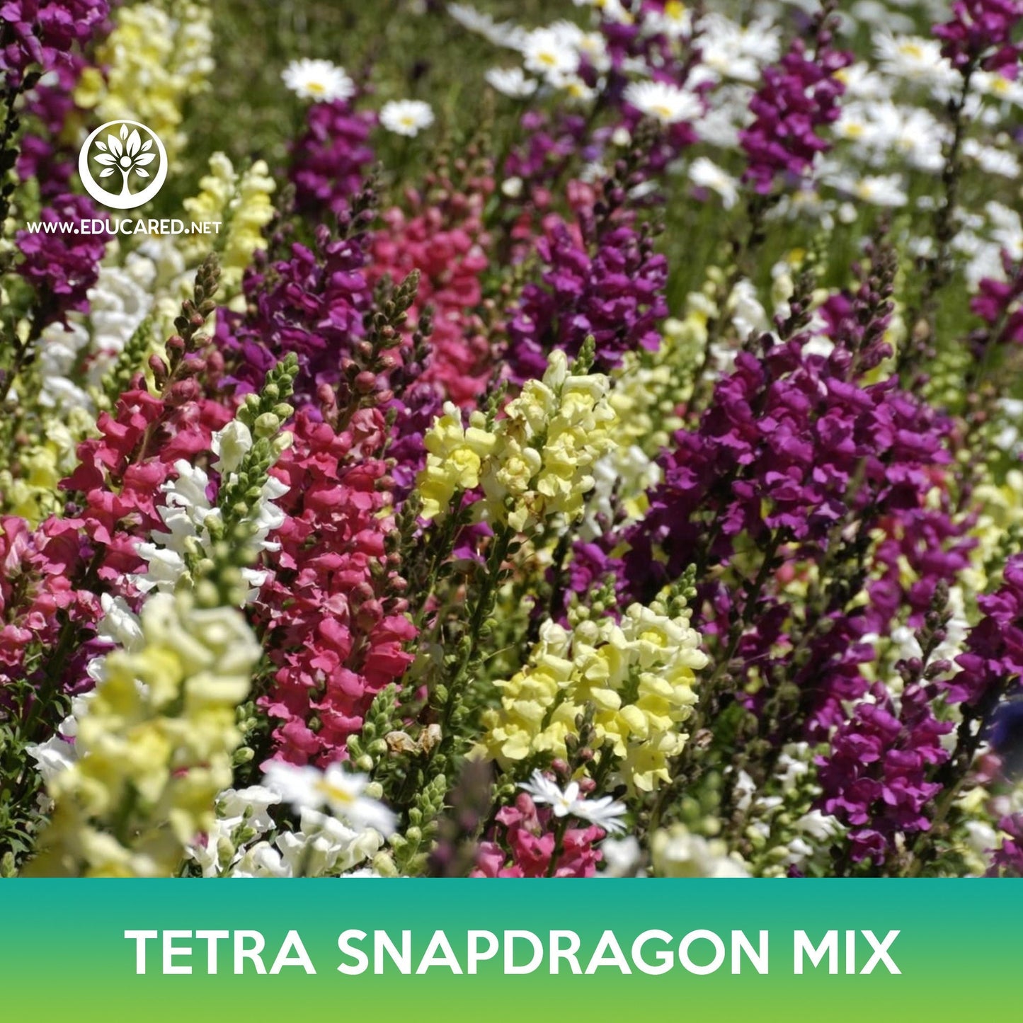 Tetra Snapdragon Mix Seeds, Antirrhinum majus