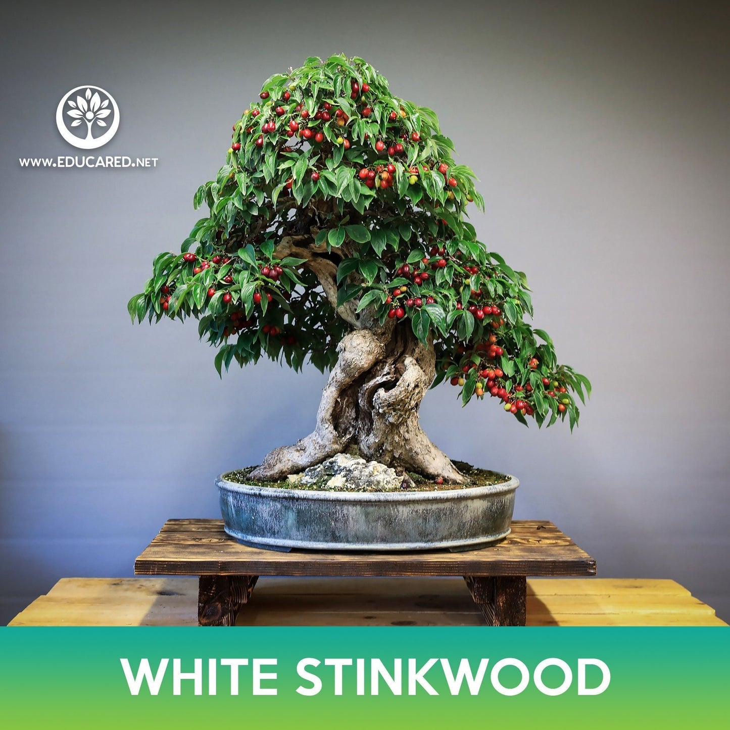 White Stinkwood Tree Seeds