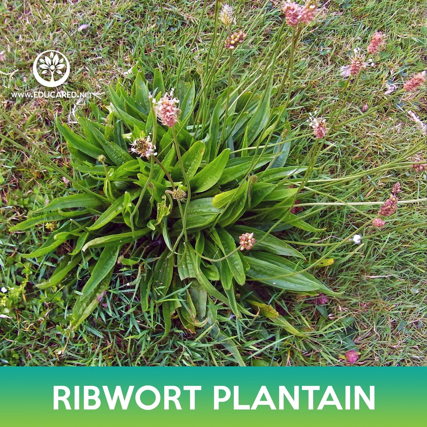 Ribwort Plantain Seeds