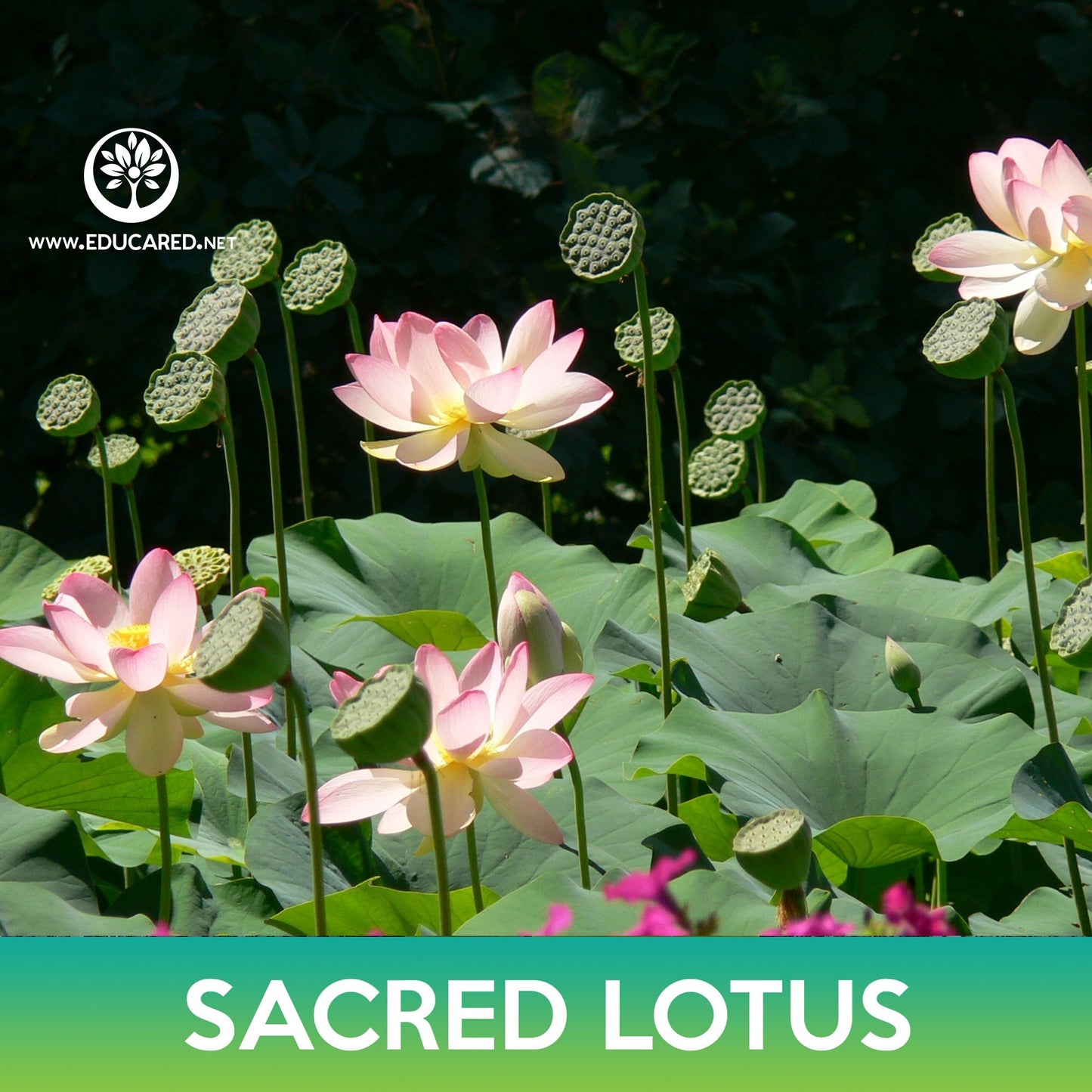 Sacred Lotus Seeds