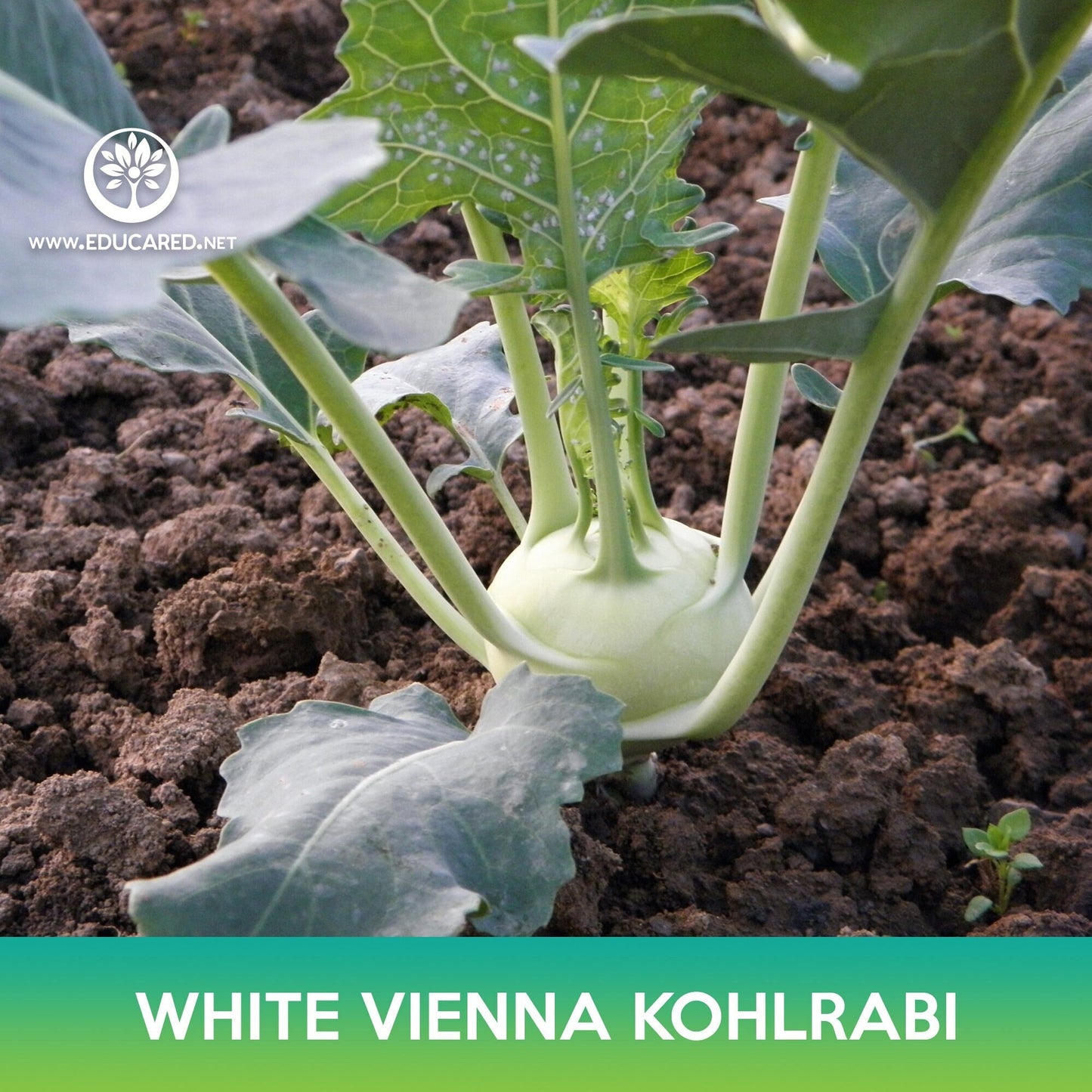 White Vienna Kohlrabi Seeds