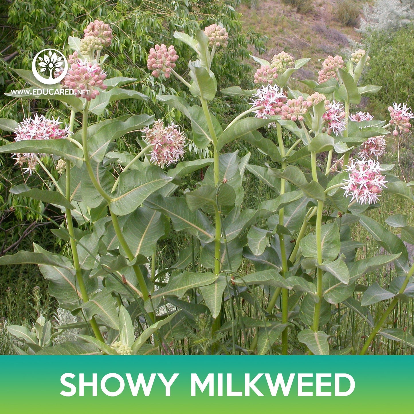 Showy Milkweed Seeds