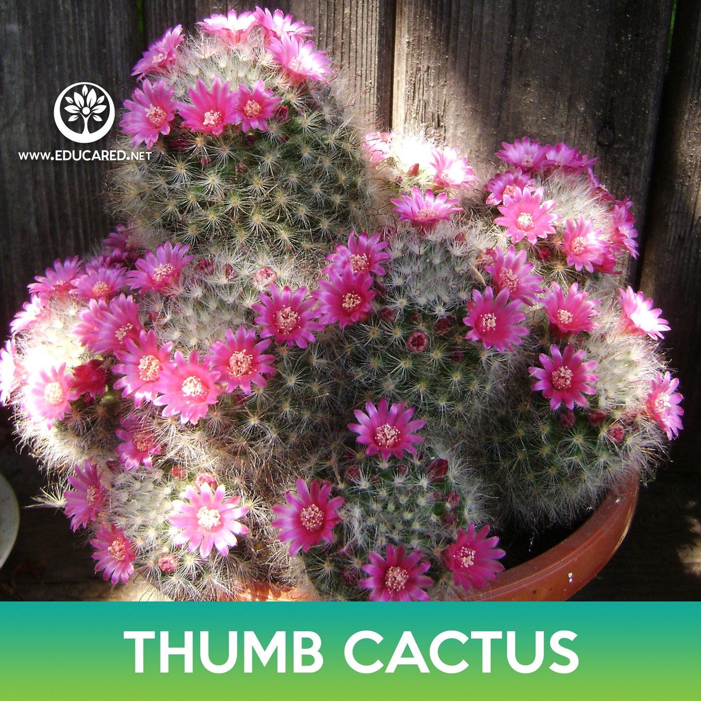 Thumb Cactus Seeds