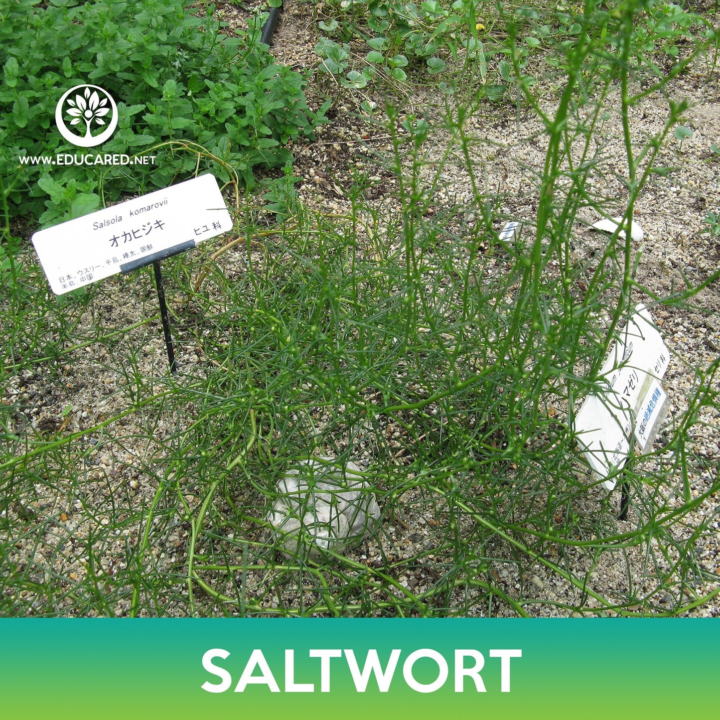 Saltwort Seeds, Land Seaweed