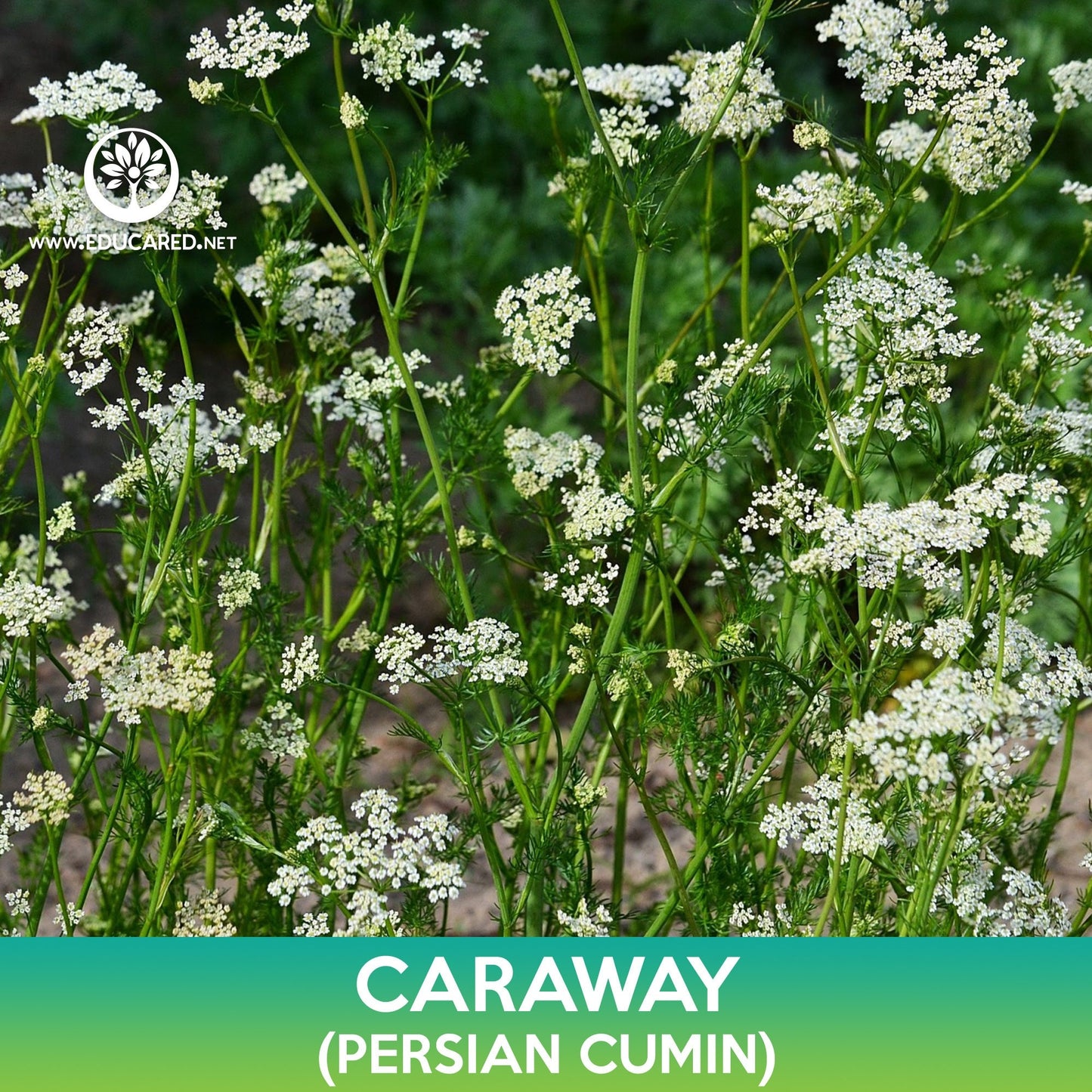 Caraway Seeds, Persian Cumin