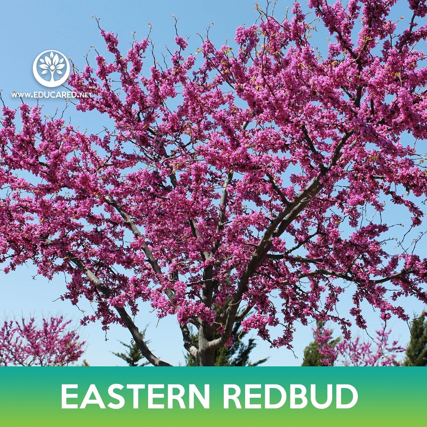 Eastern Redbud Tree Seeds
