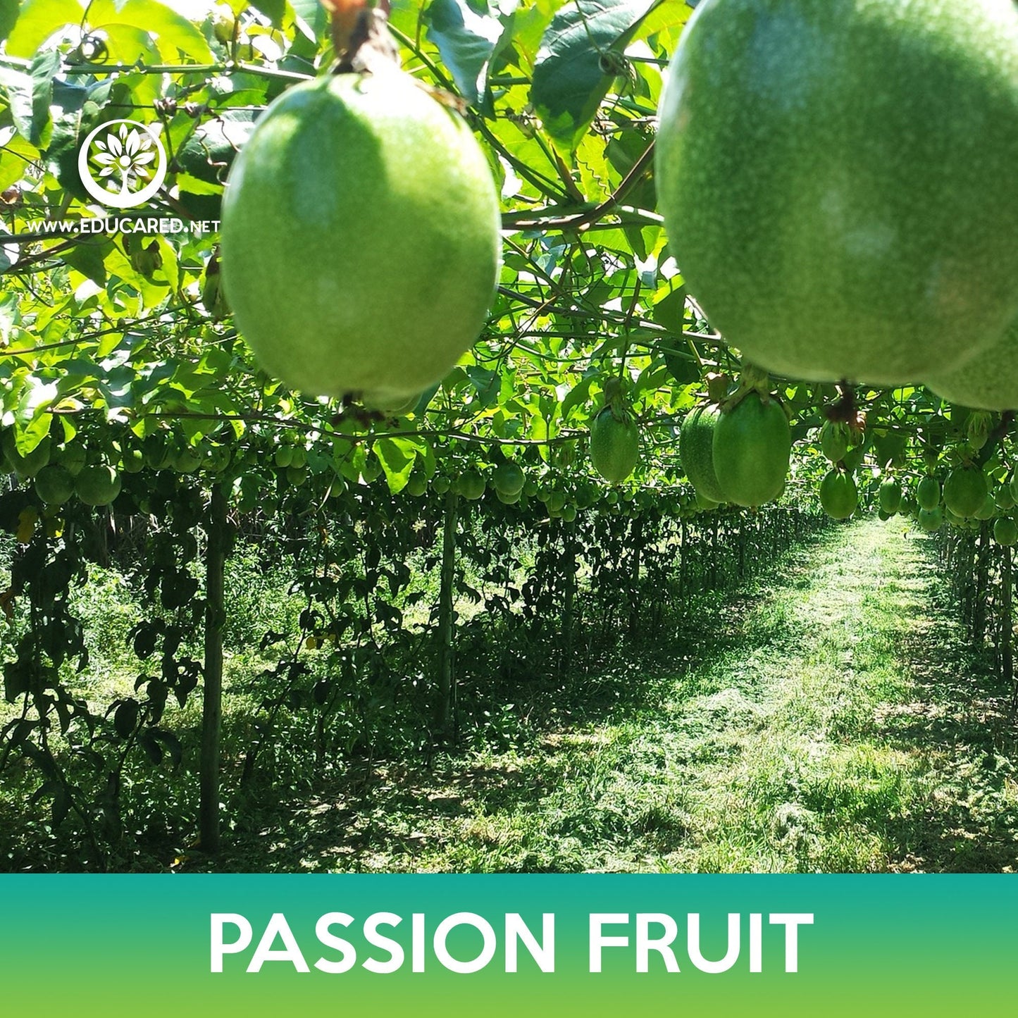 Passion Fruit Tree Seeds