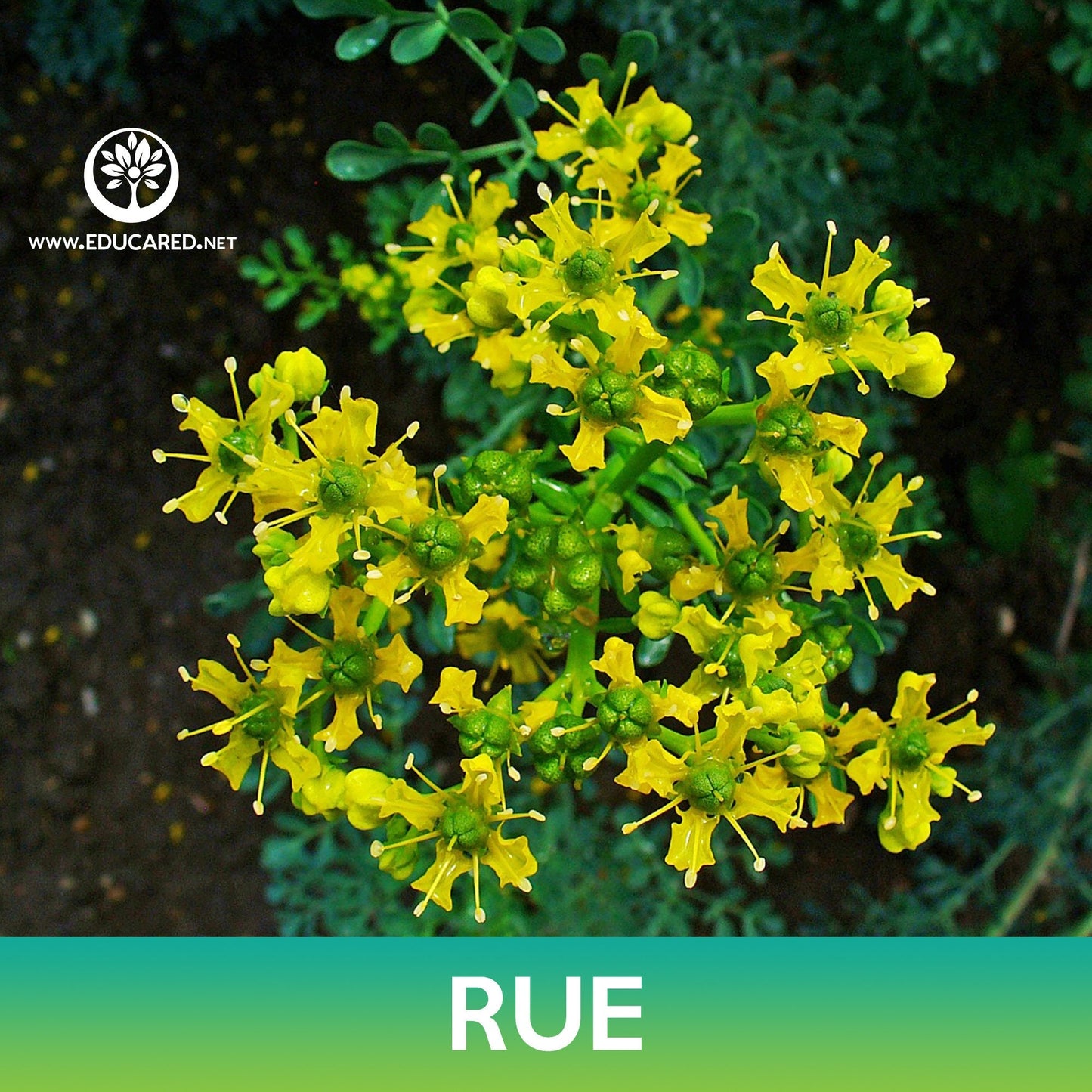 Rue Seeds, Ruta graveolens