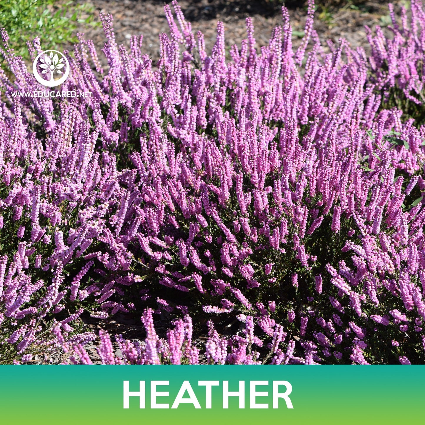 Heather Flower Seeds