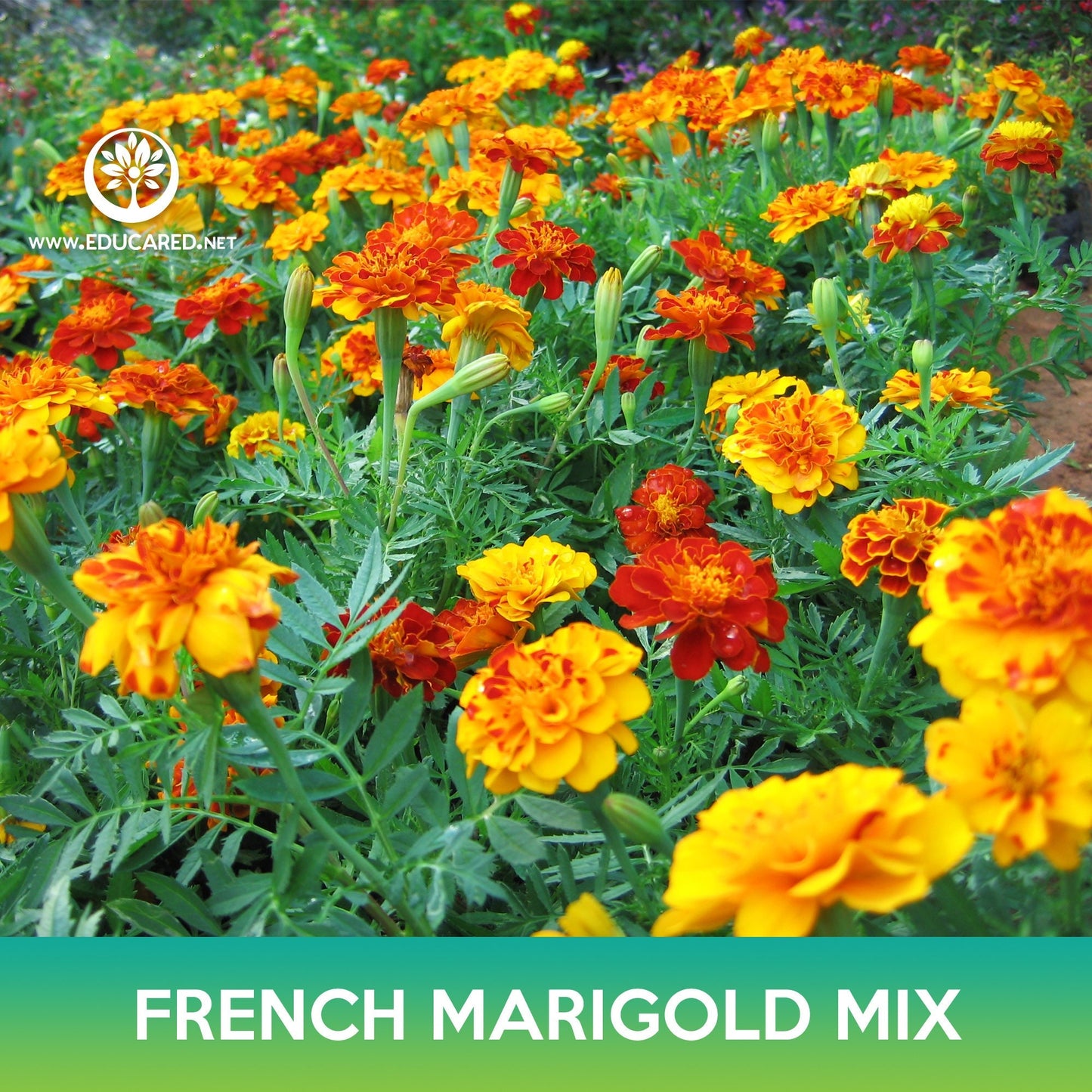 French Marigold Flower Mix Seeds