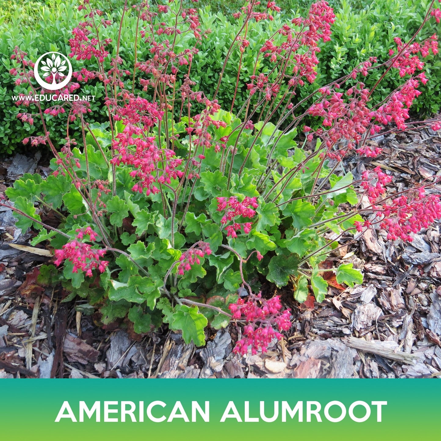 American Alumroot Seeds, Coral Bells, Heuchera Americana Dale's Strain