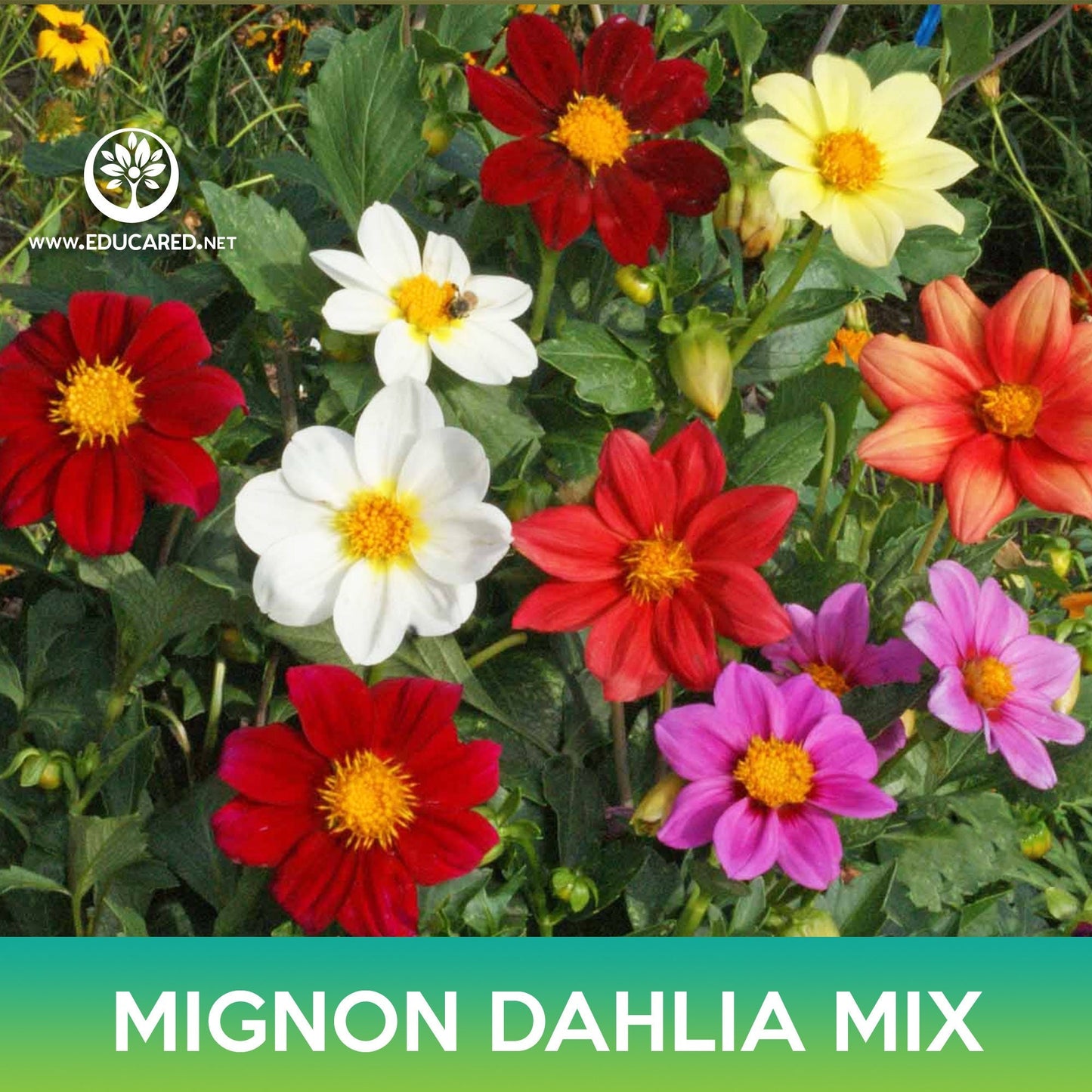 Mignon Dahlia Flower Mix Seeds, Dahlia variabilis