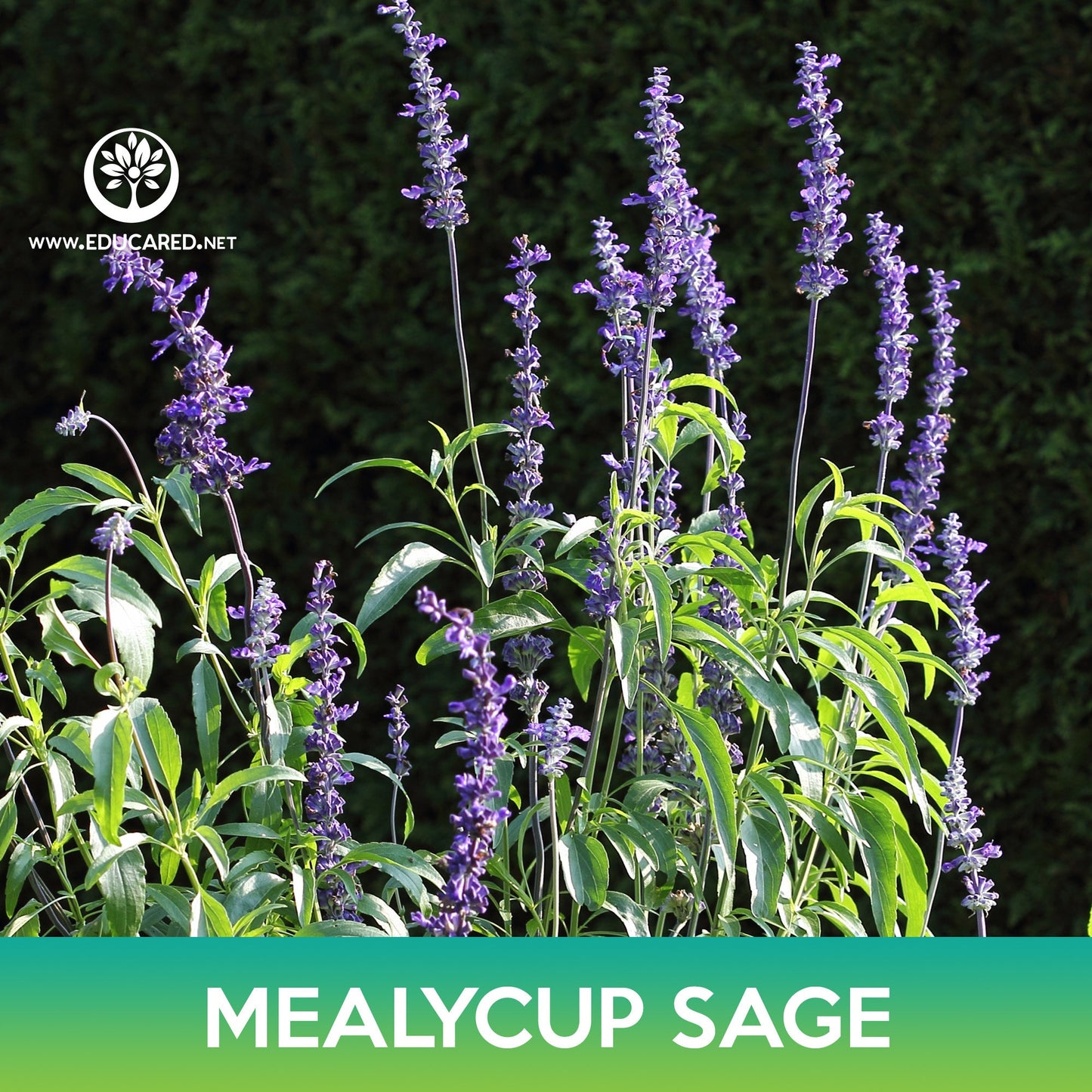 Mealycup Sage Flower Seeds