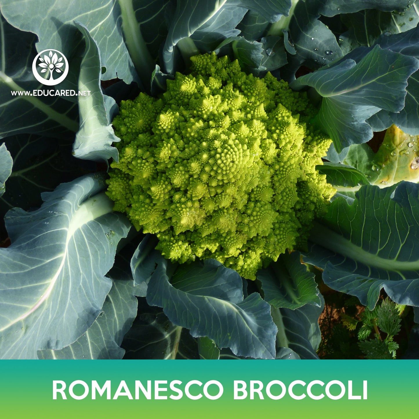 Romanesco Broccoli Seeds, Roman Cauliflower