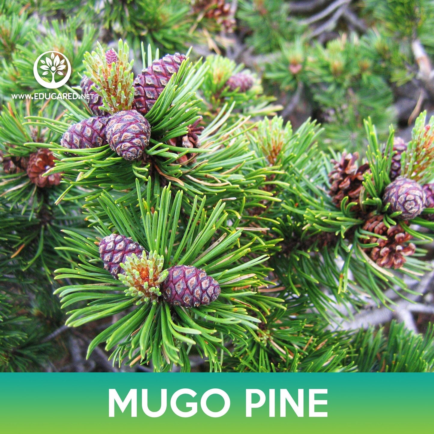 Mugo Pine Seeds, Swiss Mountain Pine