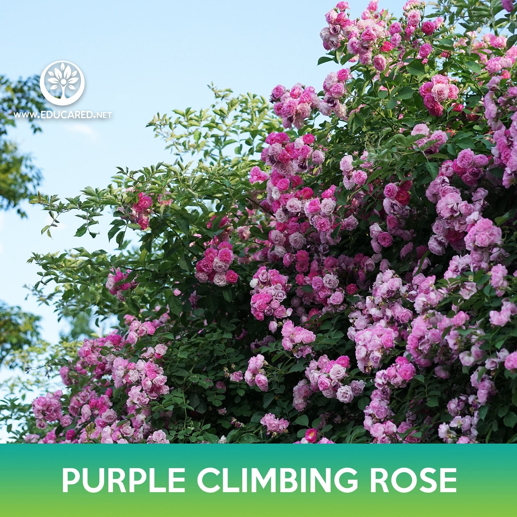 purple rose seeds for sale Purple Climbing Rose Seeds – Educared