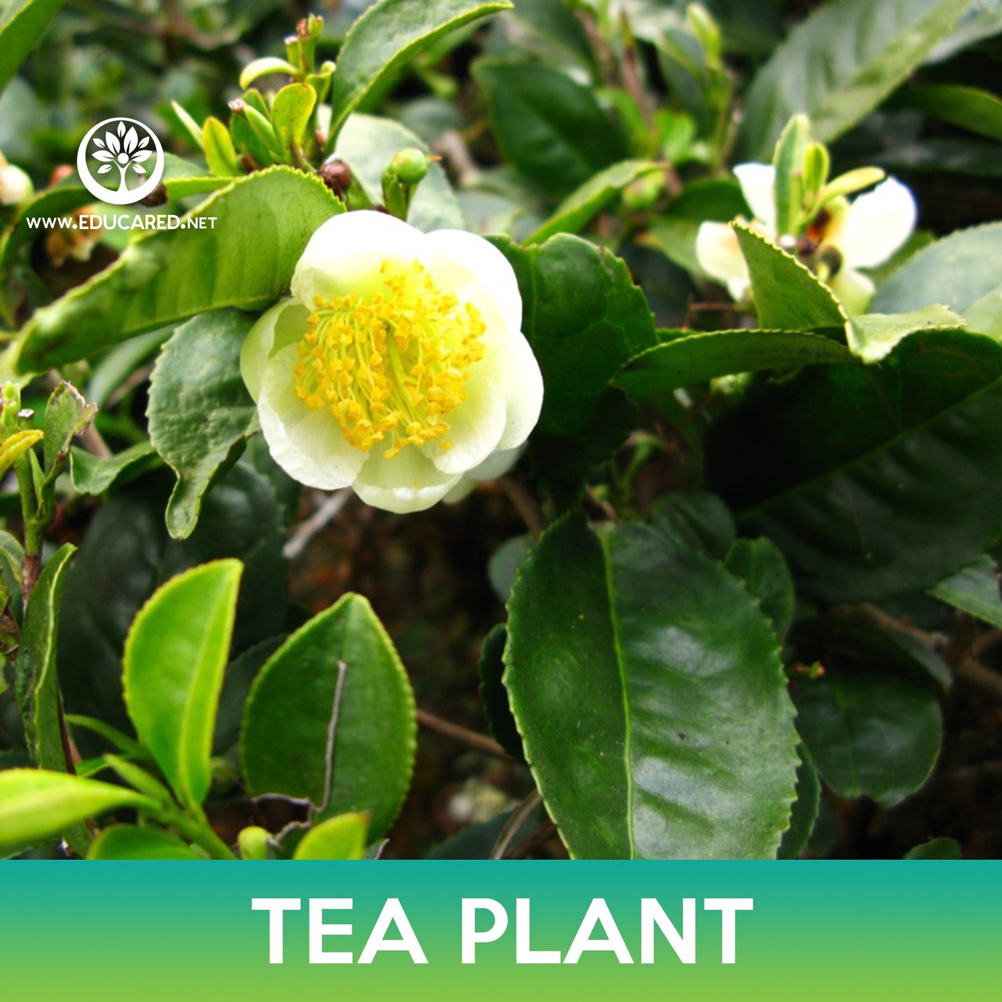 Tea Plant Seeds