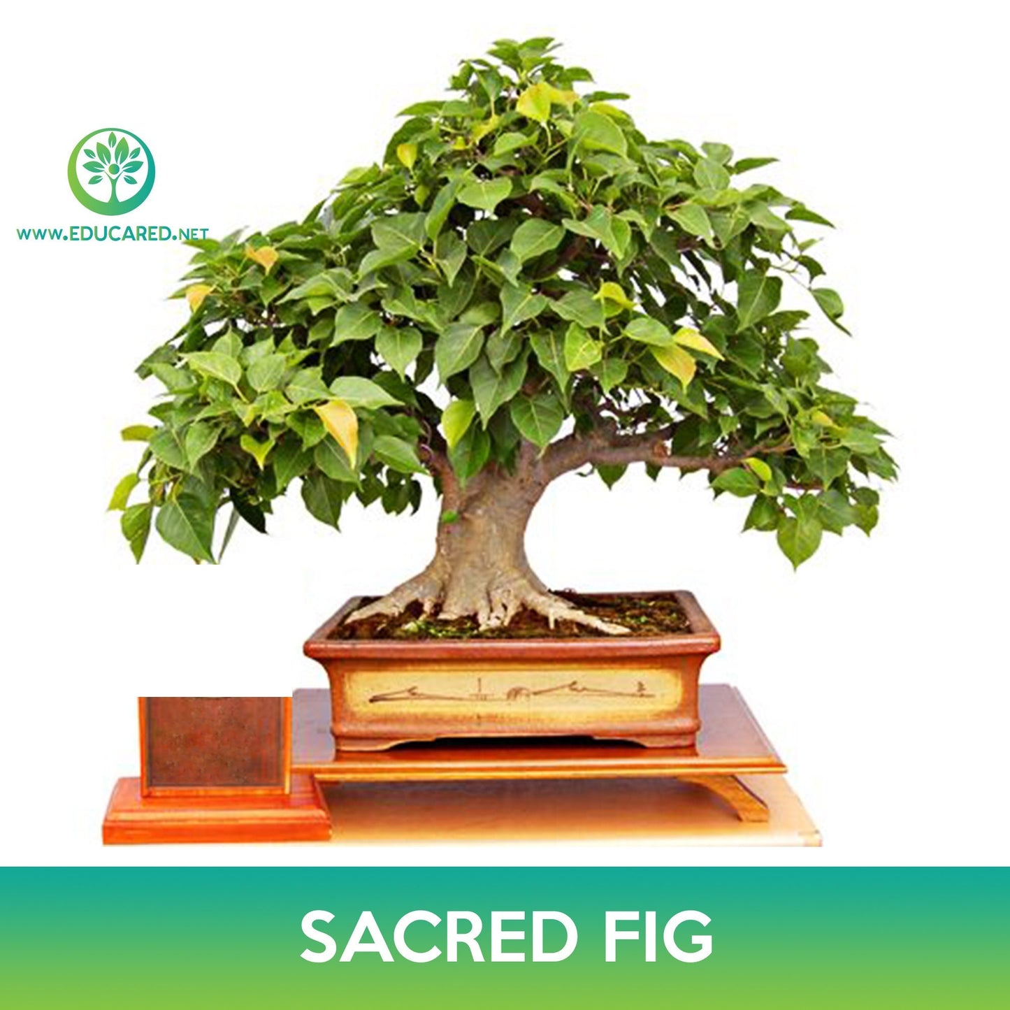 Sacred Fig Tree Seeds, Bodhi Tree, Ficus religiosa