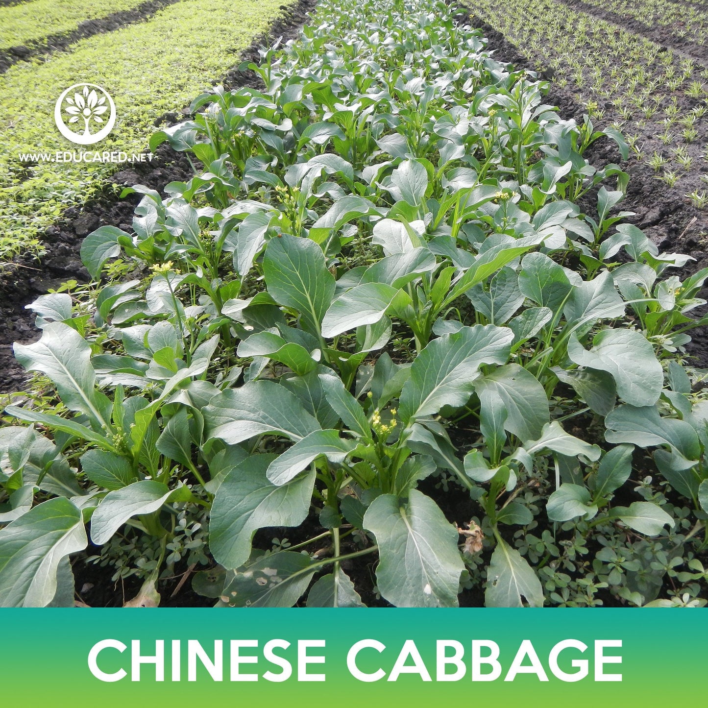 Chinese Cabbage Seeds