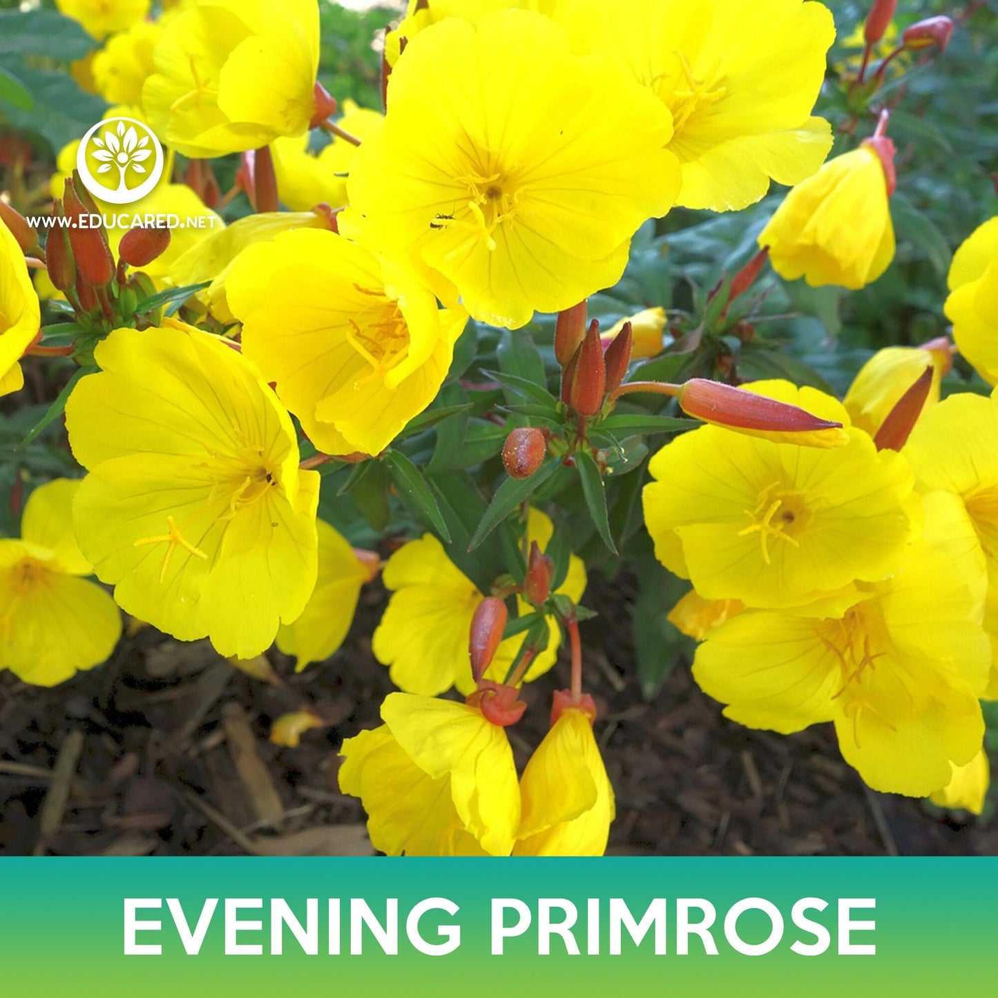 Evening Primrose Flower Seeds