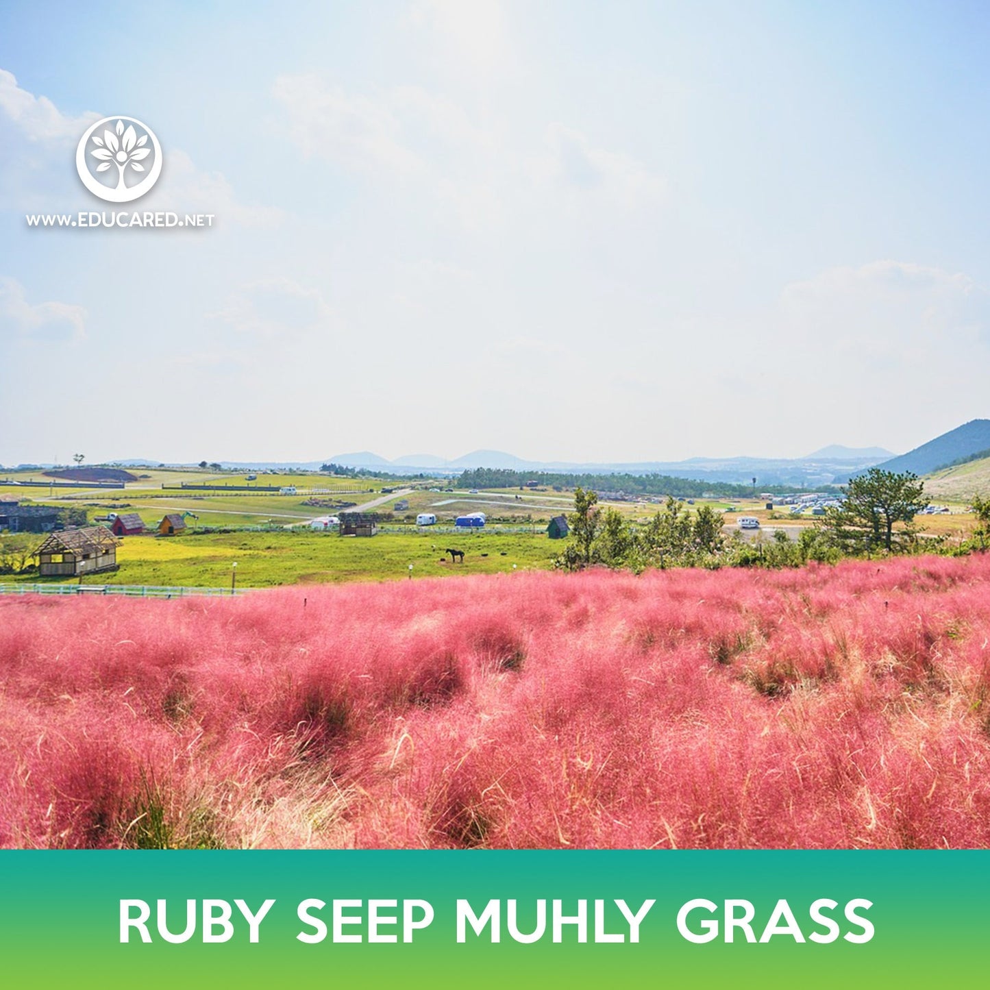 Ruby Seep Muhly Grass Seeds