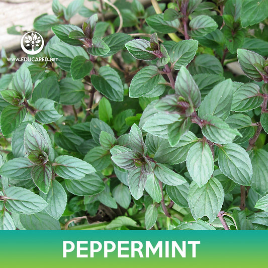 Peppermint Seeds, Mentha piperita