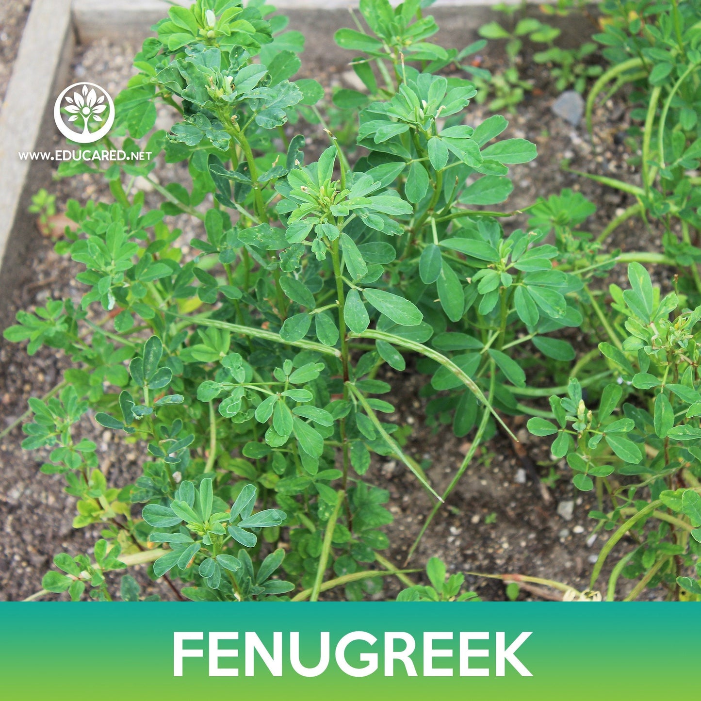 Fenugreek Seeds, Trigonella foenum-graecum