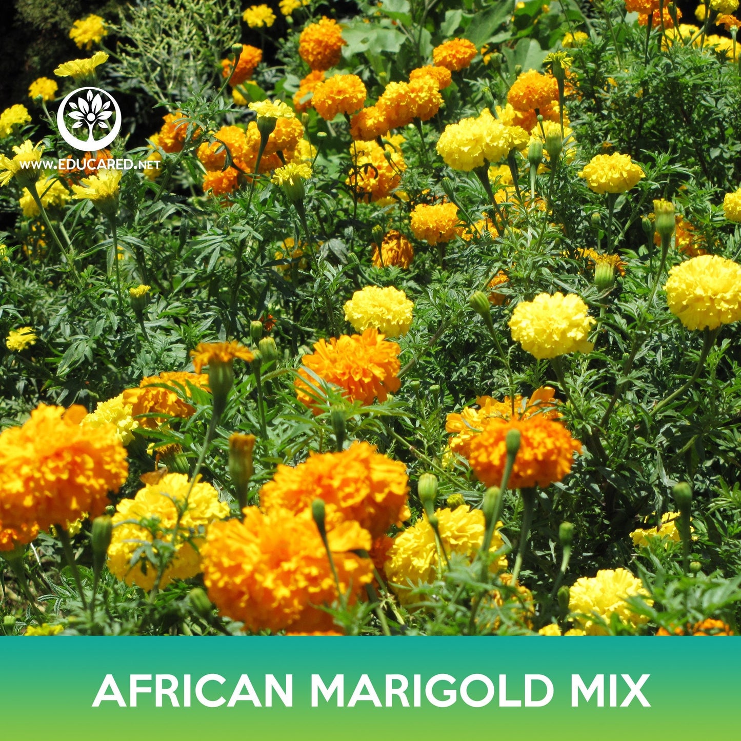 African Marigold Flower Mix Seeds, Tagetes erecta