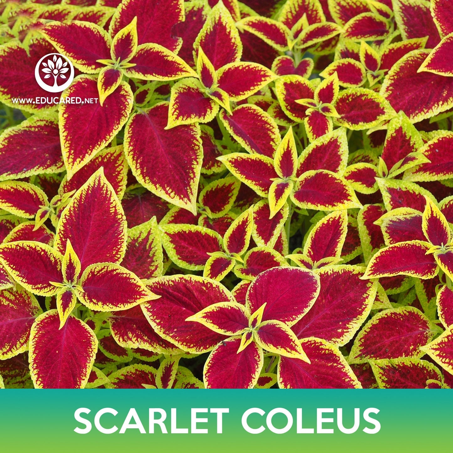Scarlet Coleus Seeds