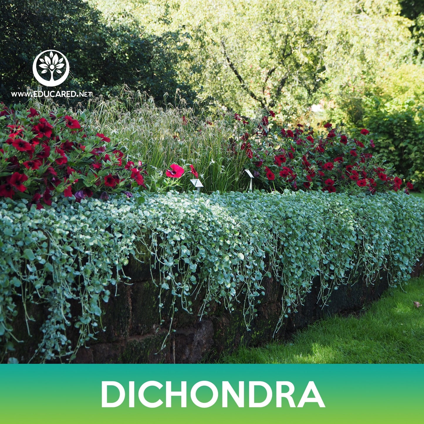 Dichondra Groundcover Seeds, Kidney Weed, Dichondra repens