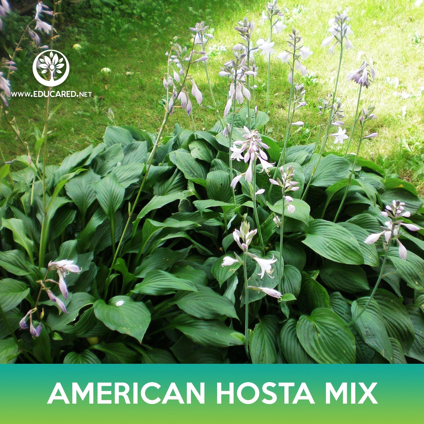 American Hosta Mix Seeds