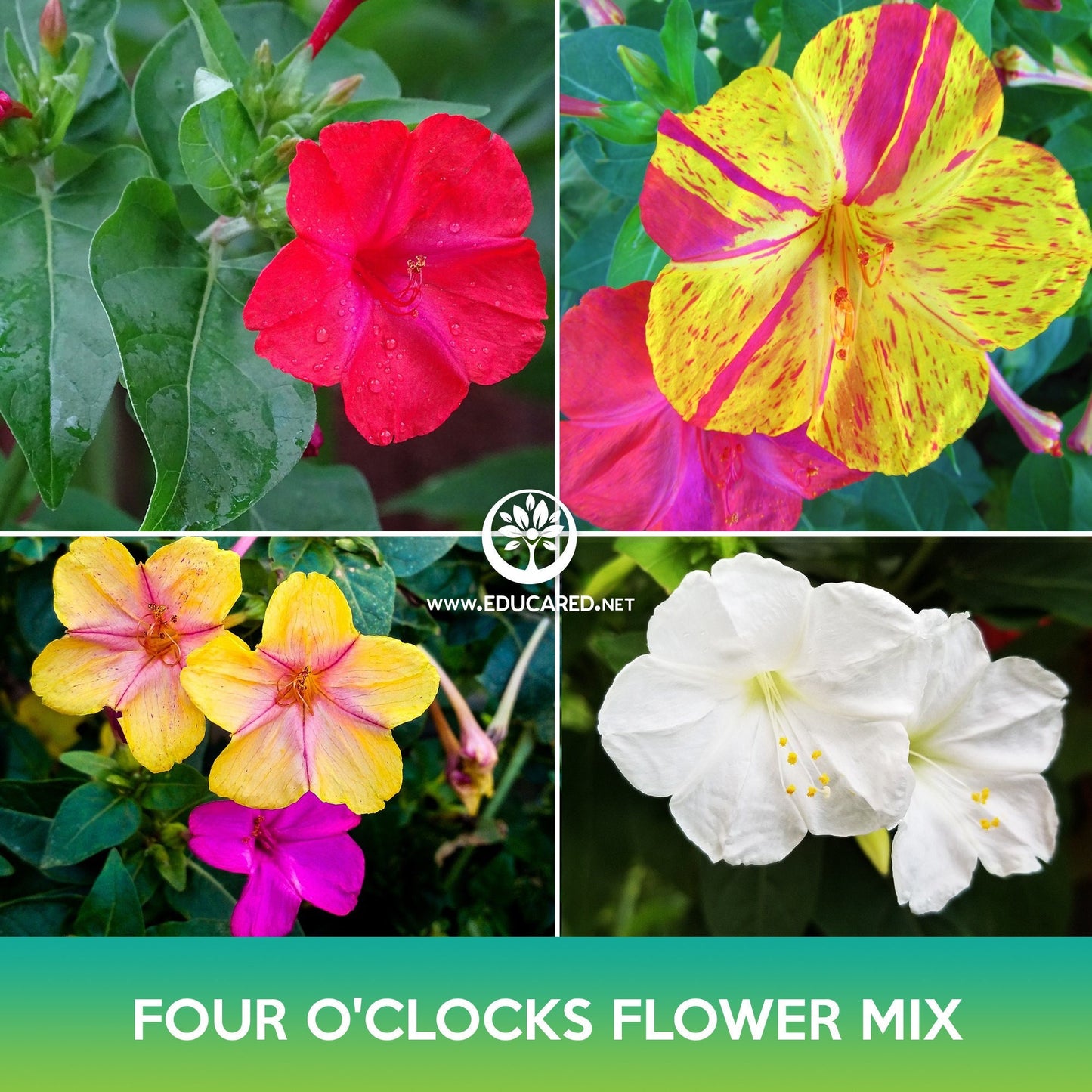 Four O'clocks Flower Mix Seeds