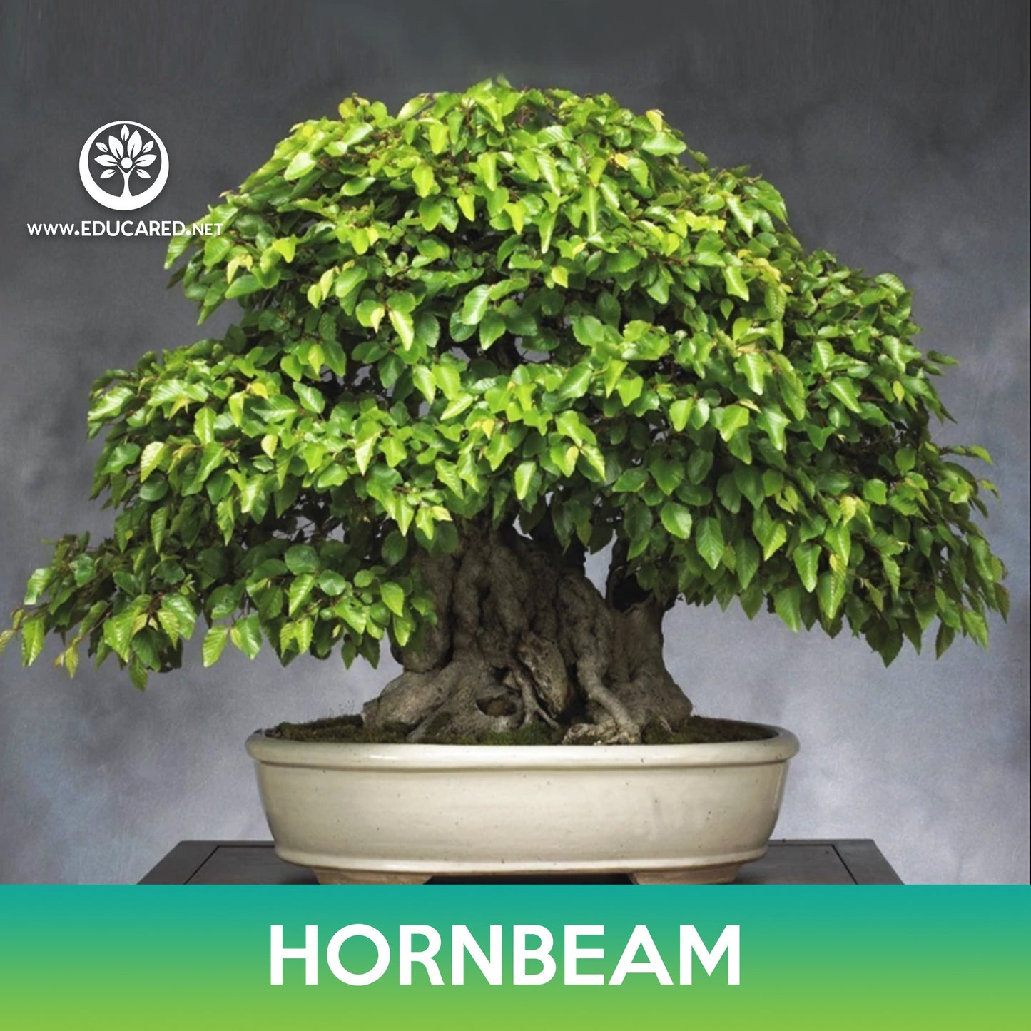 Hornbeam (American, European , Korean) Seeds