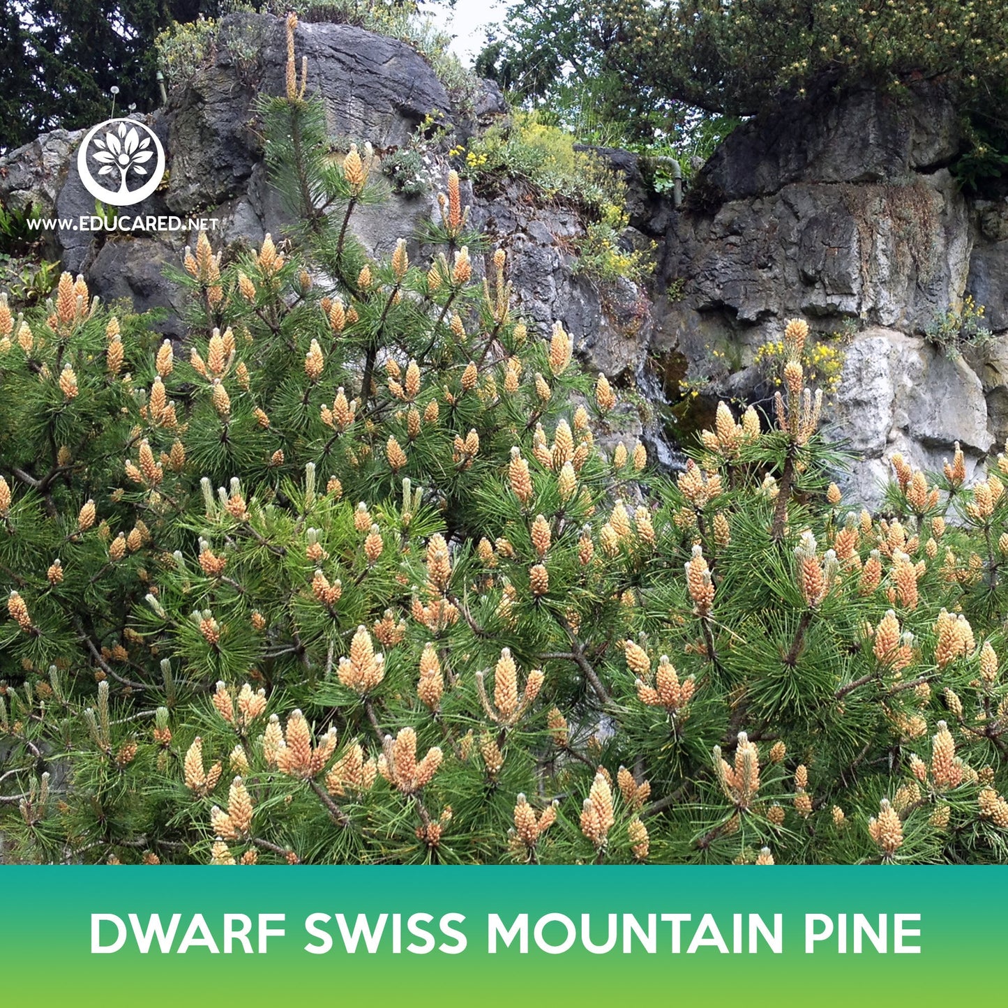 Dwarf Swiss Mountain Pine Seed