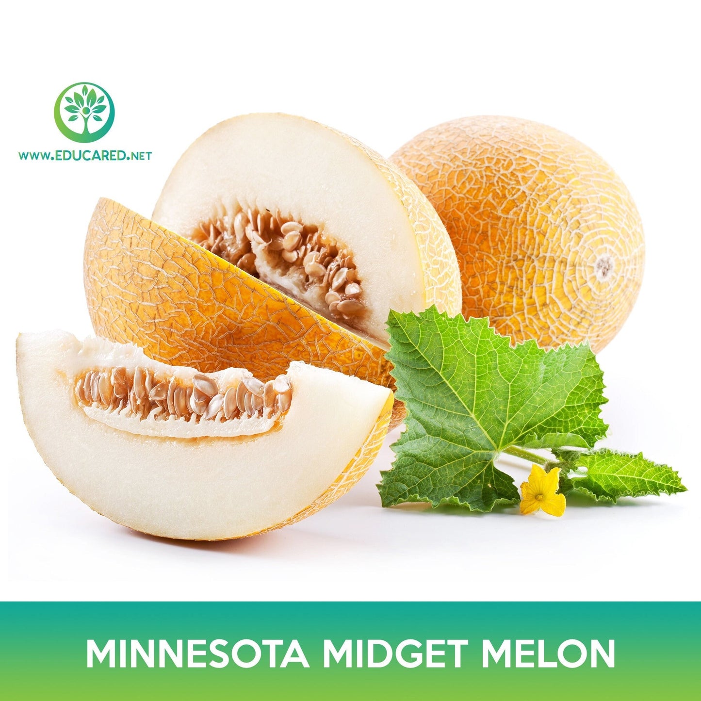 Minnesota Midget Melon Seeds