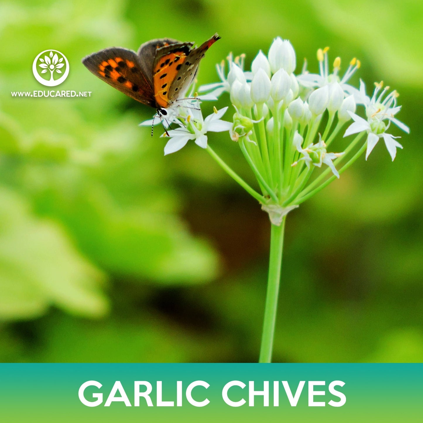 Garlic Chives Seeds, Allium tuberosum